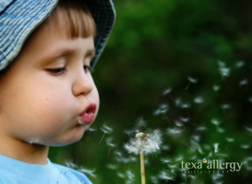 child blowing on Dandelion, referrencing allergies in children. with Texa Allergy logo inthe bottom right corner.