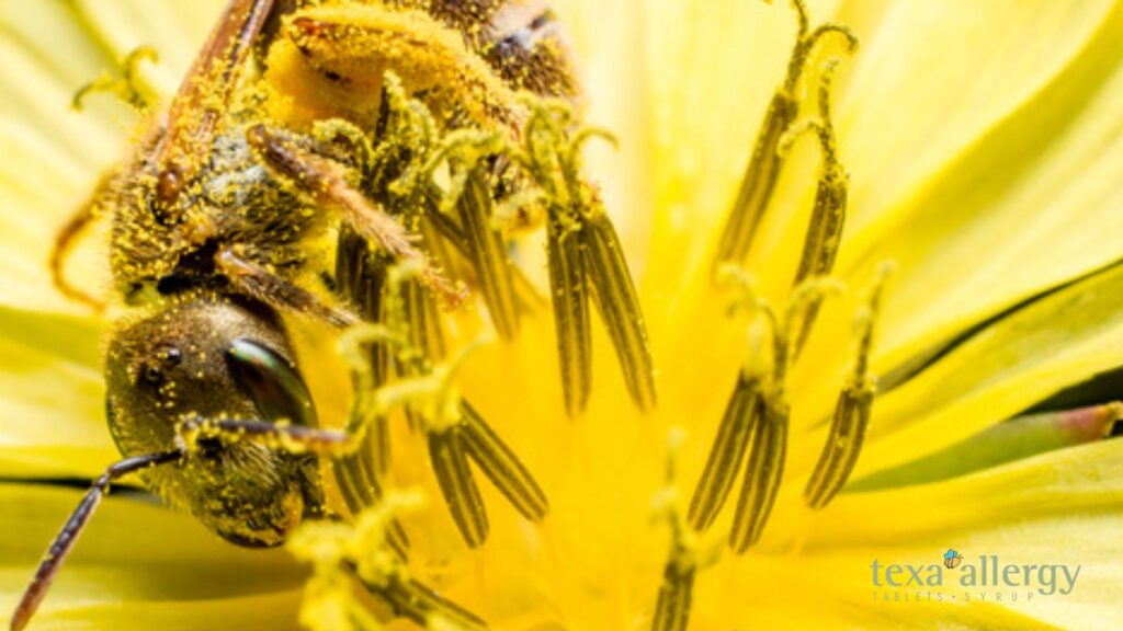 bee in pollon on a flower, with Texa allergy Logo in the bottom rightr corner